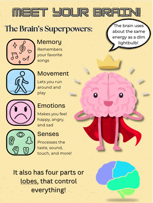 Meet Your Brain!