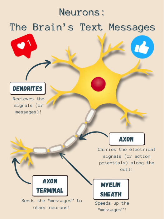 Neuron: The Brain's Text Messages