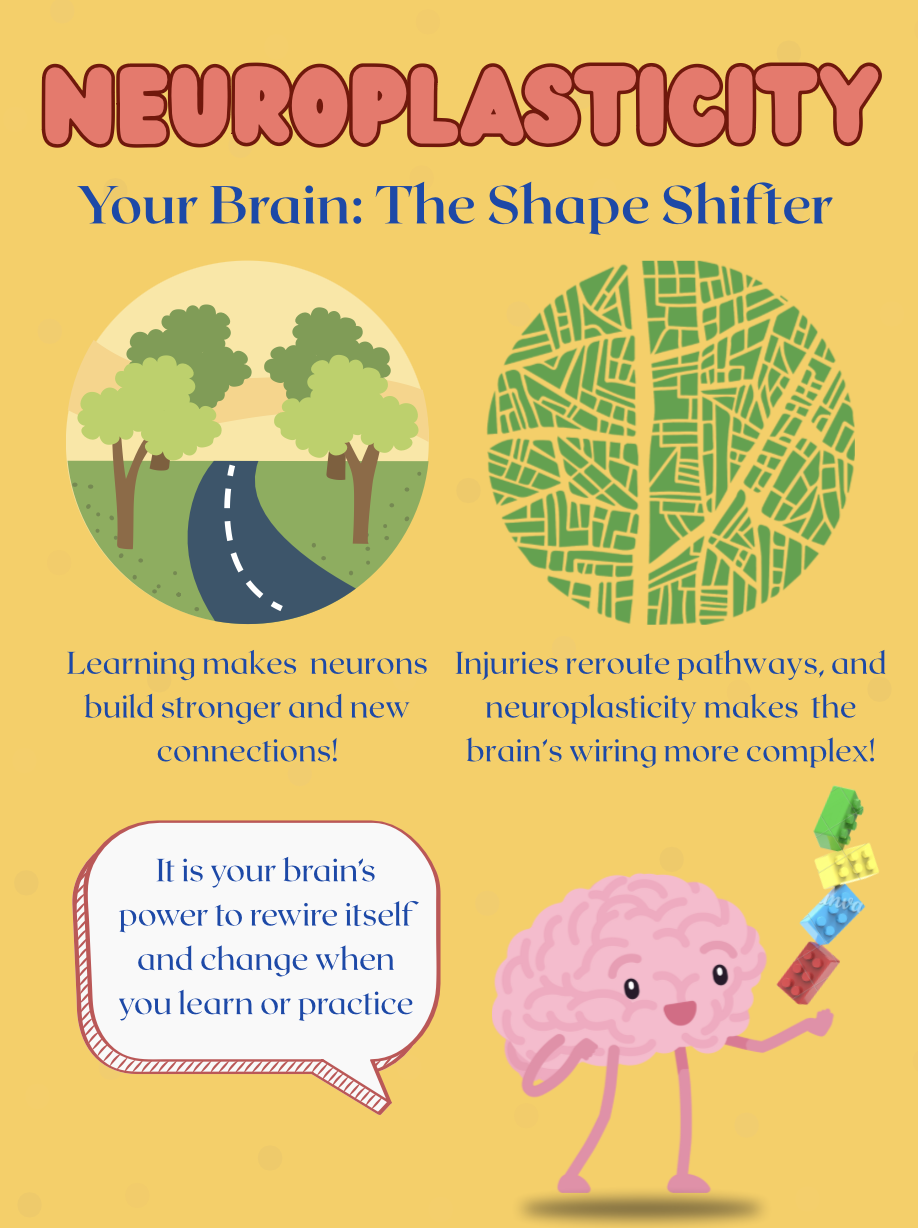Neuroplasticity: Your Brain the Shape-Shifter